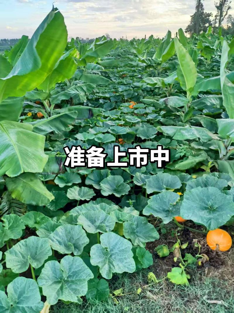 红南瓜1.5斤起