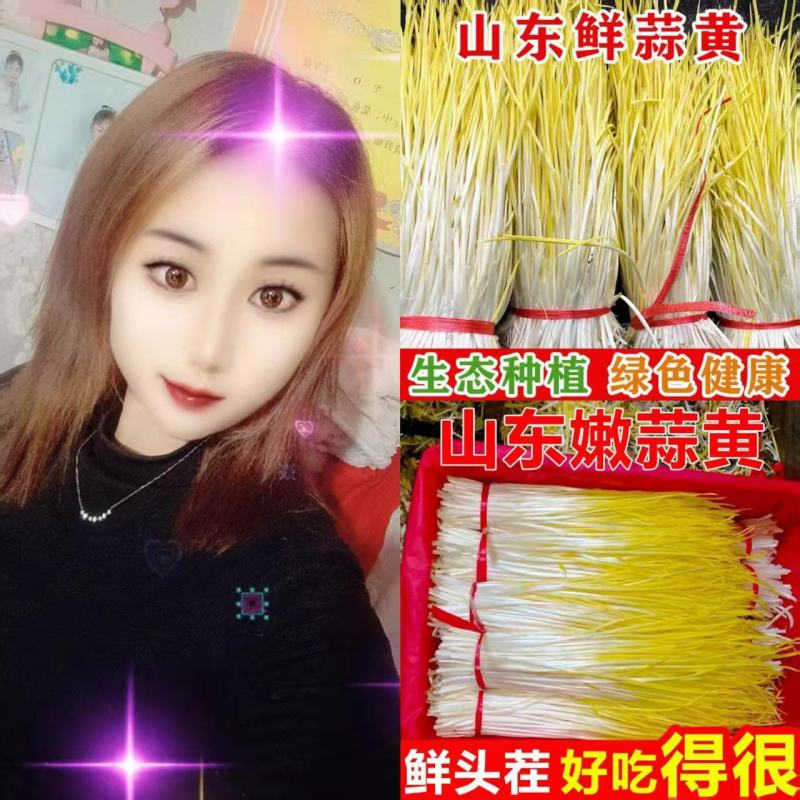 山东蒜黄干黄现割现装车对接电商市场50公分到60长，代发