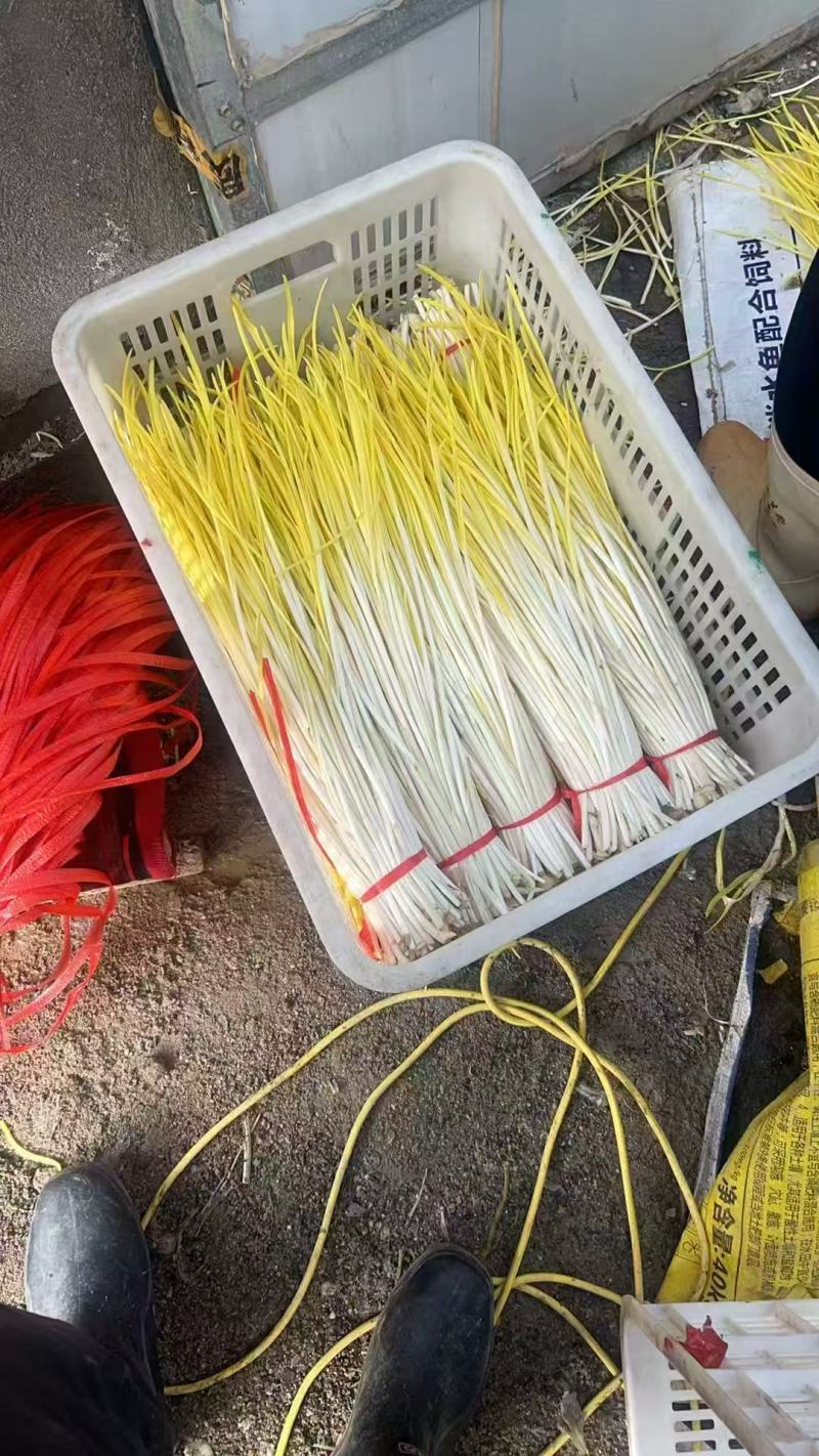 山东蒜黄干黄现割现装车对接电商市场50公分到60长，代发