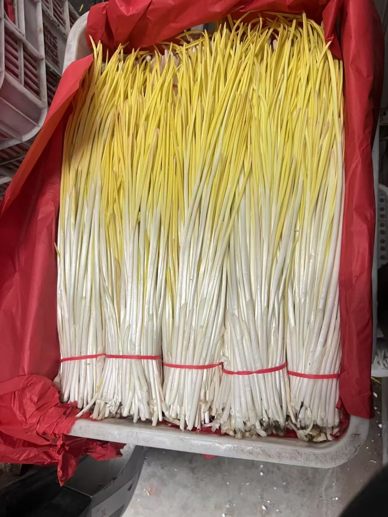 山东蒜黄干黄现割现装车对接电商市场50公分到60长，代发