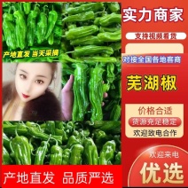 山东青椒/芜湖椒大量上市中产地行情大掉价一条龙服务可代发