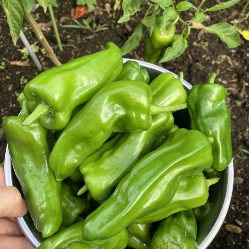 山东青椒/芜湖椒大量上市中产地行情大掉价一条龙服务可代发