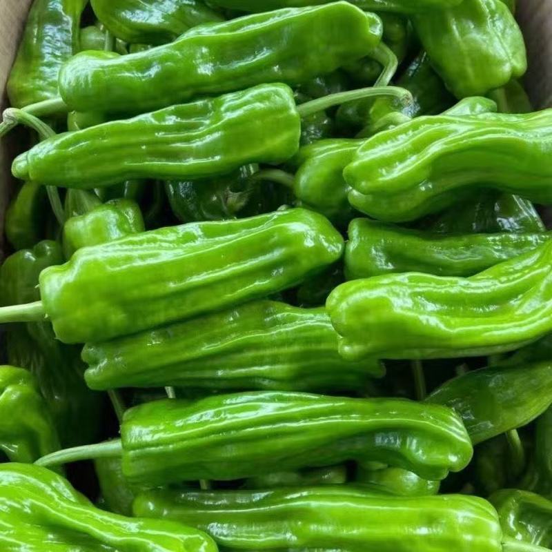 山东鲜辣椒，薄皮椒产地直发可代收代发一条龙服务欢迎订购