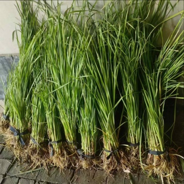 香蒲苗香蒲水蜡烛窄叶香蒲苗窄叶香蒲