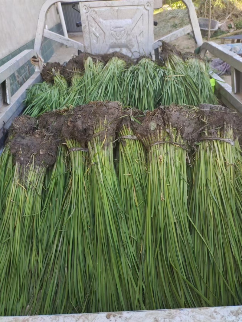 香蒲苗香蒲水蜡烛窄叶香蒲苗窄叶香蒲