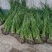香蒲苗香蒲水蜡烛窄叶香蒲苗窄叶香蒲