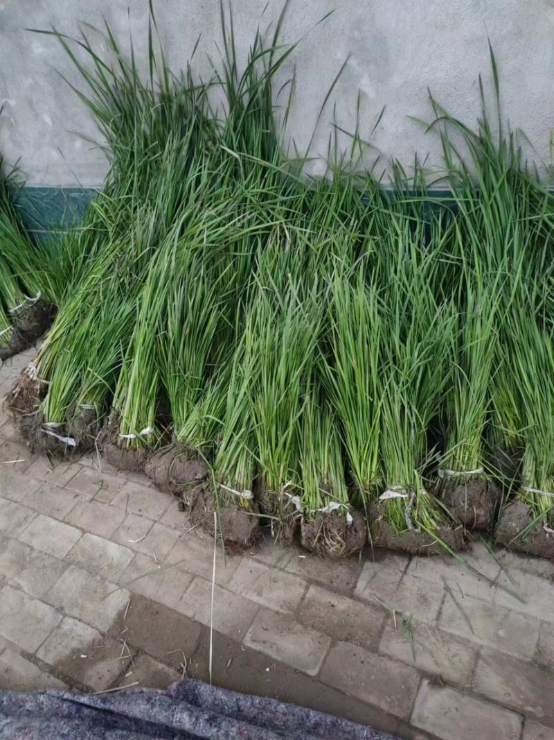 香蒲苗香蒲水蜡烛窄叶香蒲苗窄叶香蒲