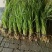 香蒲苗香蒲水蜡烛窄叶香蒲苗窄叶香蒲