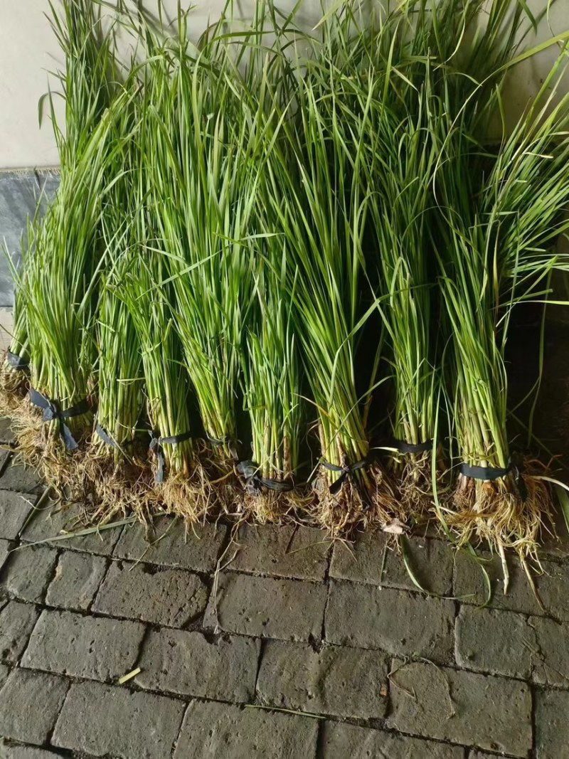 香蒲苗香蒲水蜡烛窄叶香蒲苗窄叶香蒲