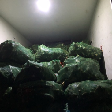 黄心木薯华南9号