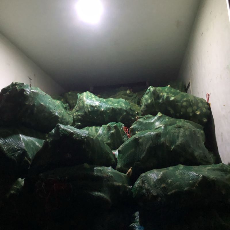 黄心木薯华南9号