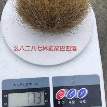 猪砂吗？整不明白！从猪肚子里拿出来的