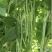 锦绣绿如意无筋豆种子早春种耐热种籽四季豆蔬菜孑农用豆角籽