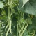 锦绣绿如意无筋豆种子早春种耐热种籽四季豆蔬菜孑农用豆角籽