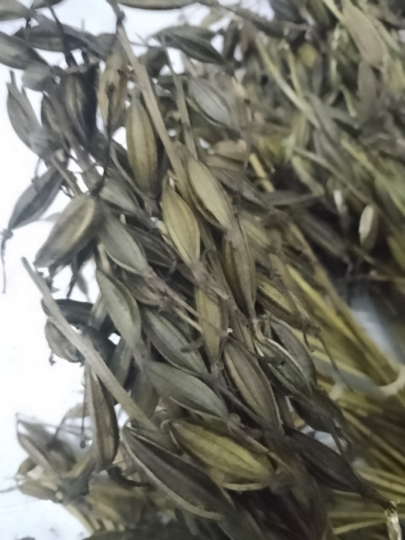 毛慈菇伴生菌(黄花，紫花果夹，杜鹃一号果夹，苗子等