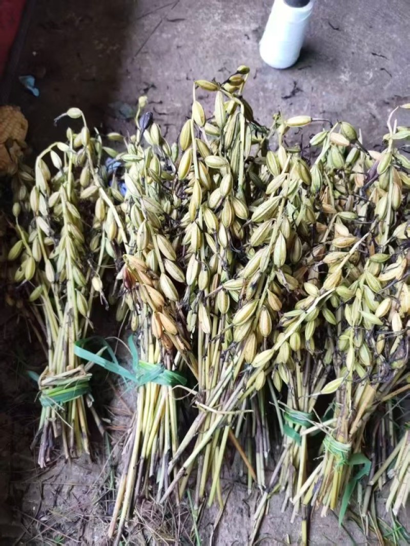 毛慈菇伴生菌(黄花，紫花果夹，杜鹃一号果夹，苗子等