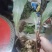 毛慈菇伴生菌(黄花，紫花果夹，杜鹃一号果夹，苗子等