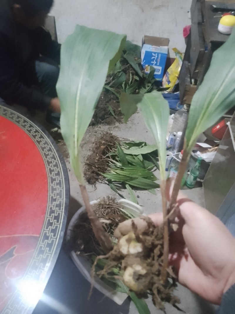 毛慈菇伴生菌(黄花，紫花果夹，杜鹃一号果夹，苗子等