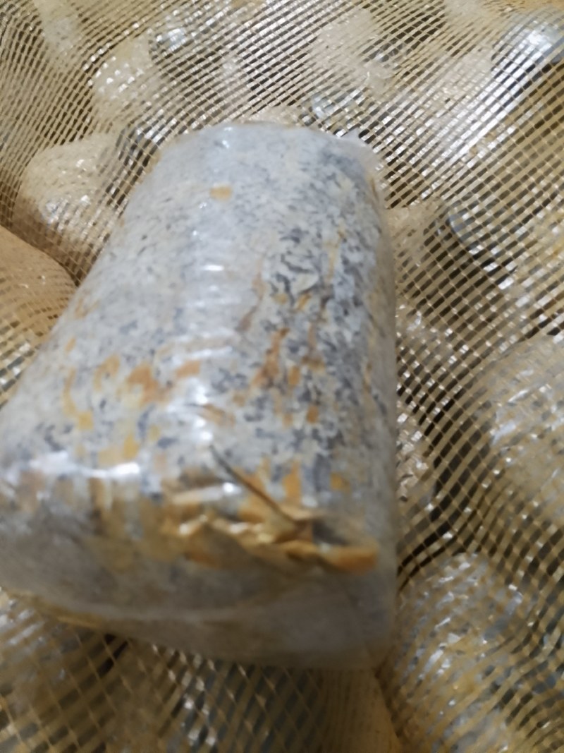 毛慈菇伴生菌(黄花，紫花果夹，杜鹃一号果夹，苗子等
