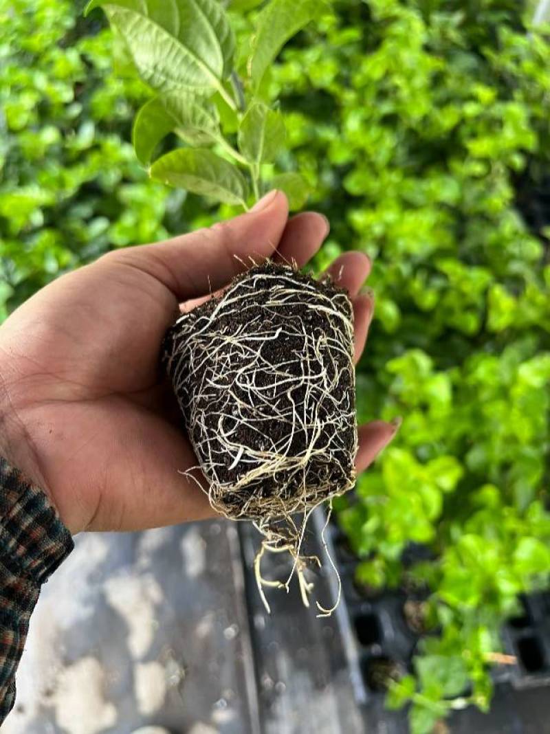 优质黄金百香果苗，健康成活率高，果实香甜多汁，家庭种植