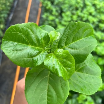 优质黄金百香果苗，健康成活率高，果实香甜多汁，家庭种植