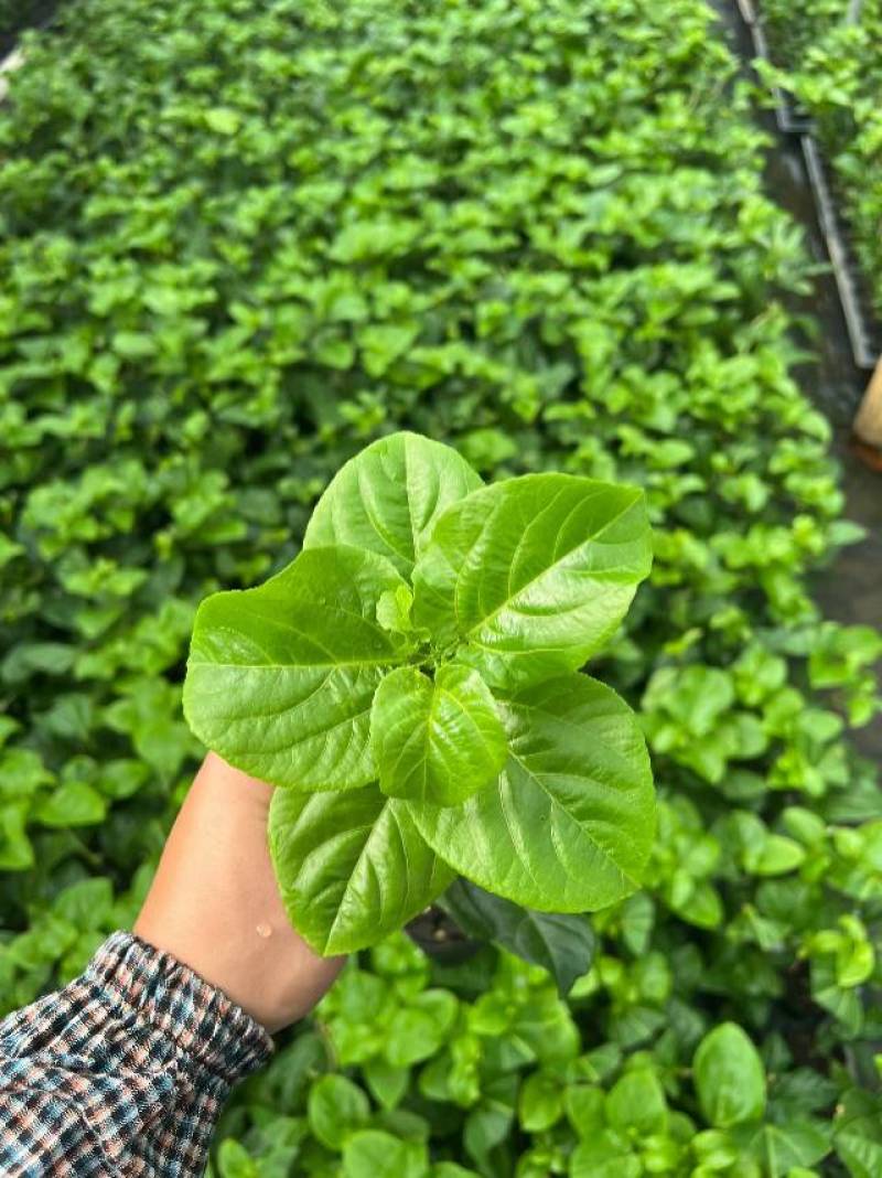 优质黄金百香果苗，健康成活率高，果实香甜多汁，家庭种植