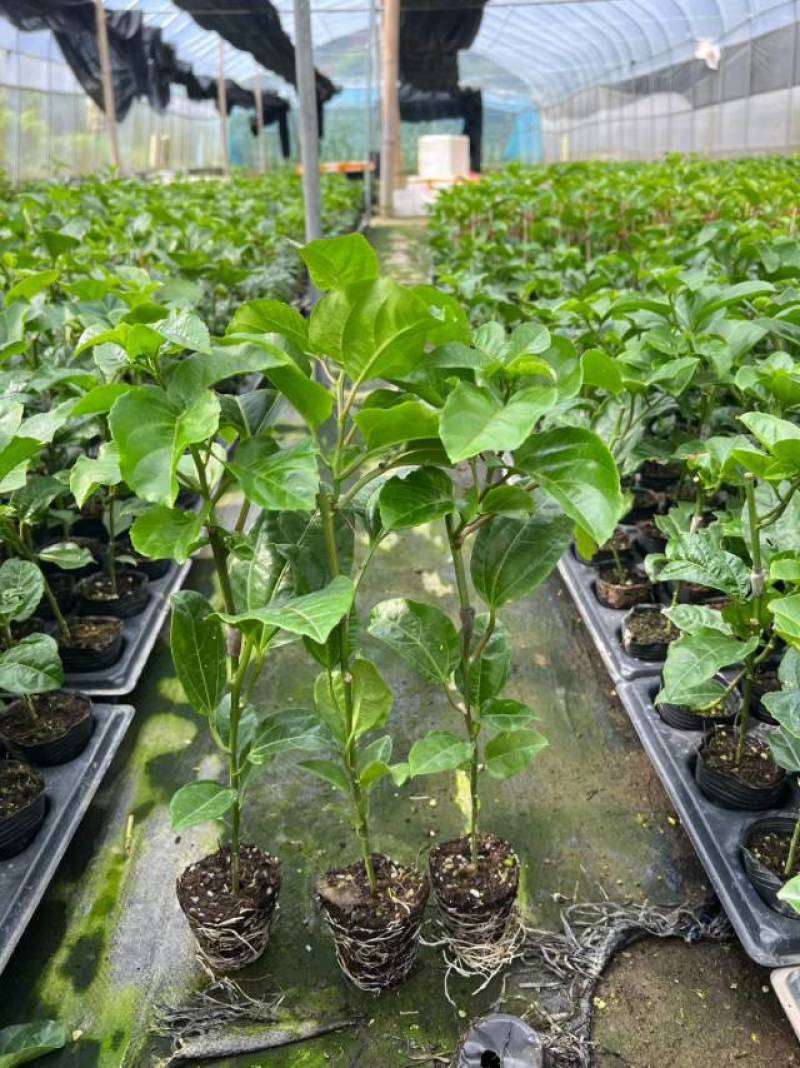 优质黄金百香果苗，健康成活率高，果实香甜多汁，家庭种植