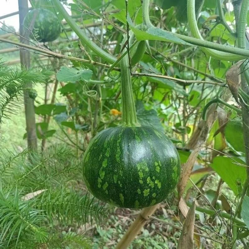 兴蔬嫩早黑妞嫩南瓜种子皮色深绿耐寒耐贮运肉厚圆南瓜种子
