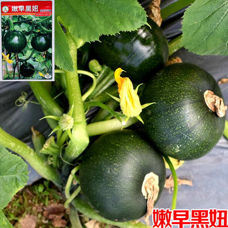 兴蔬嫩早黑妞嫩南瓜种子皮色深绿耐寒耐贮运肉厚圆南瓜种子