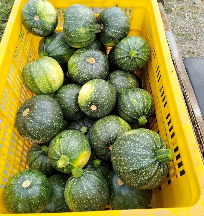 兴蔬嫩早黑妞嫩南瓜种子皮色深绿耐寒耐贮运肉厚圆南瓜种子
