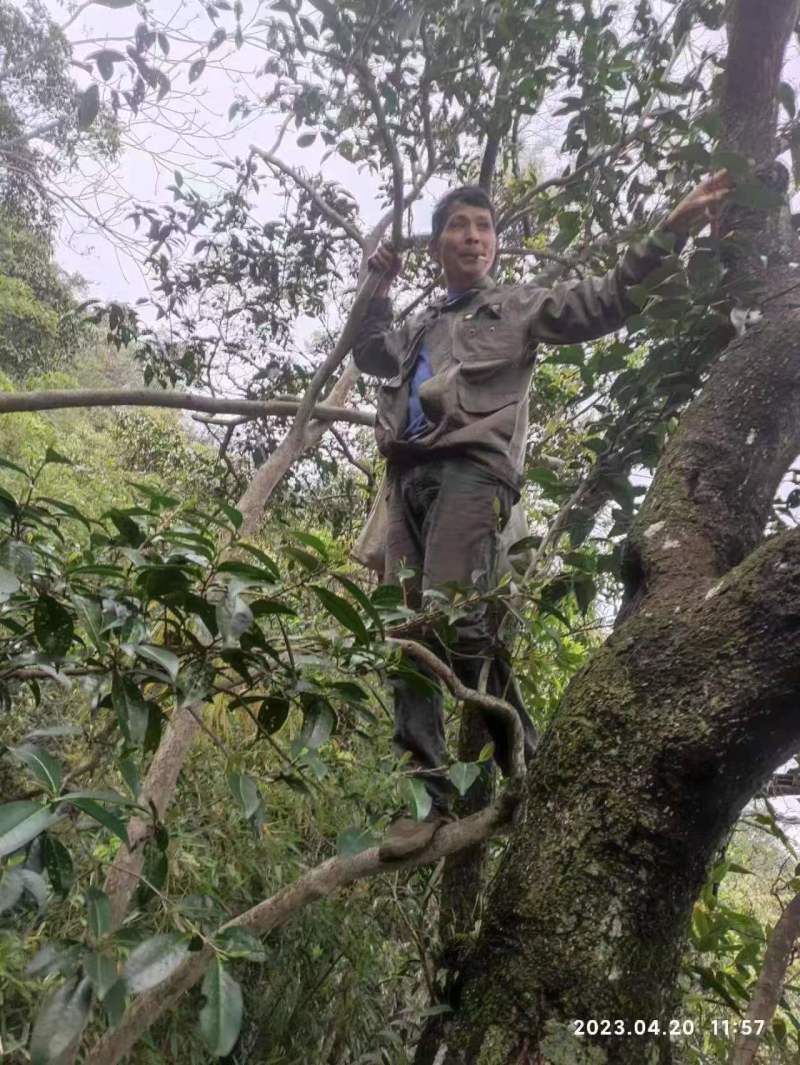 野生野韵古树红茶