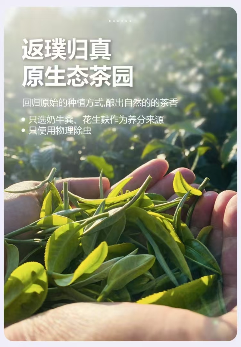 野生野韵古树红茶