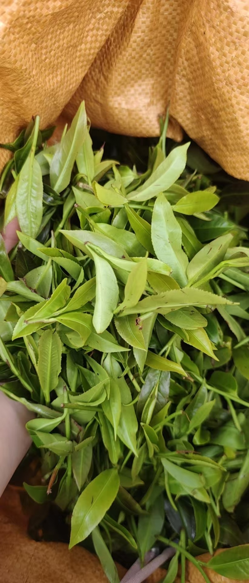 野生野韵古树红茶