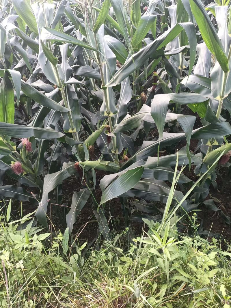 云南高原玉米
