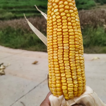 云南高原玉米