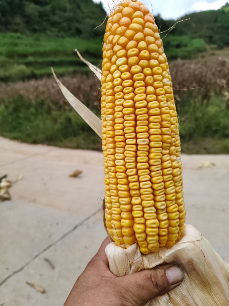 云南高原玉米