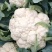 翠玉75白色松花菜种子青梗花椰菜西兰花种孑春秋播有机花菜