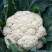 翠玉75白色松花菜种子青梗花椰菜西兰花种孑春秋播有机花菜