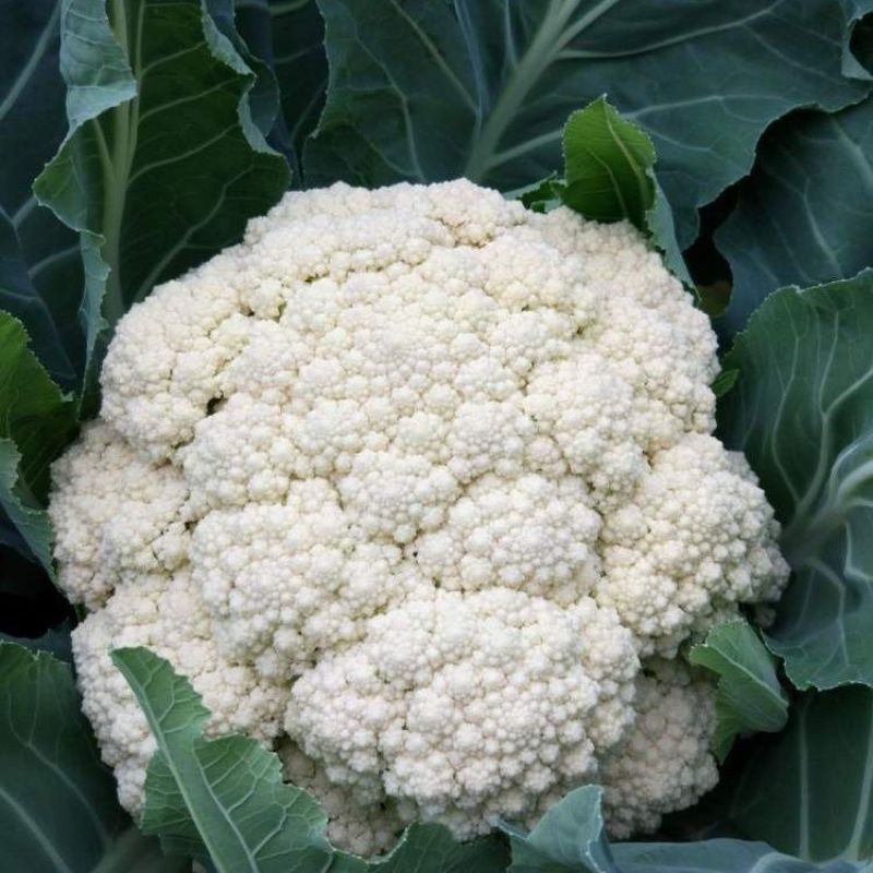 翠玉75白色松花菜种子青梗花椰菜西兰花种孑春秋播有机花菜