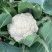 翠玉75白色松花菜种子青梗花椰菜西兰花种孑春秋播有机花菜