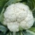 翠玉75白色松花菜种子青梗花椰菜西兰花种孑春秋播有机花菜