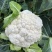 翠玉75白色松花菜种子青梗花椰菜西兰花种孑春秋播有机花菜