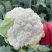 翠玉75白色松花菜种子青梗花椰菜西兰花种孑春秋播有机花菜