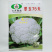 翠玉75白色松花菜种子青梗花椰菜西兰花种孑春秋播有机花菜