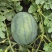 珍抗5号西瓜种子皮薄高圆球型瓤红少籽不易空心倒瓤不易