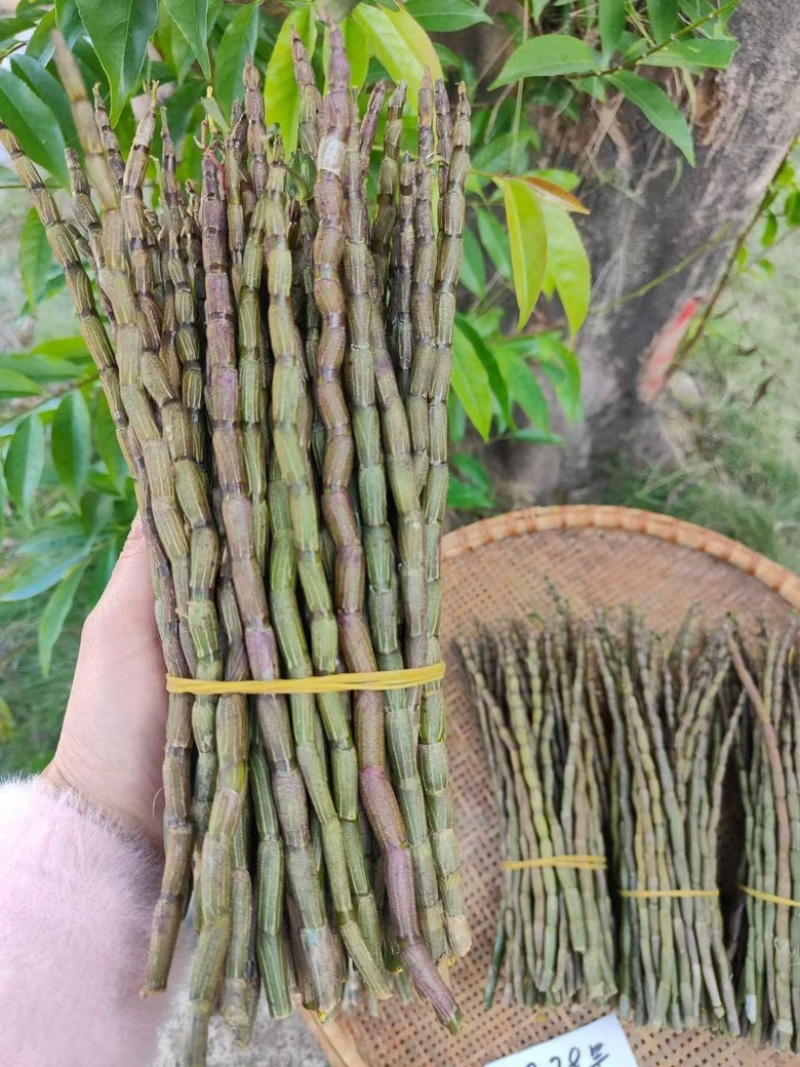 铁皮石斛鲜条