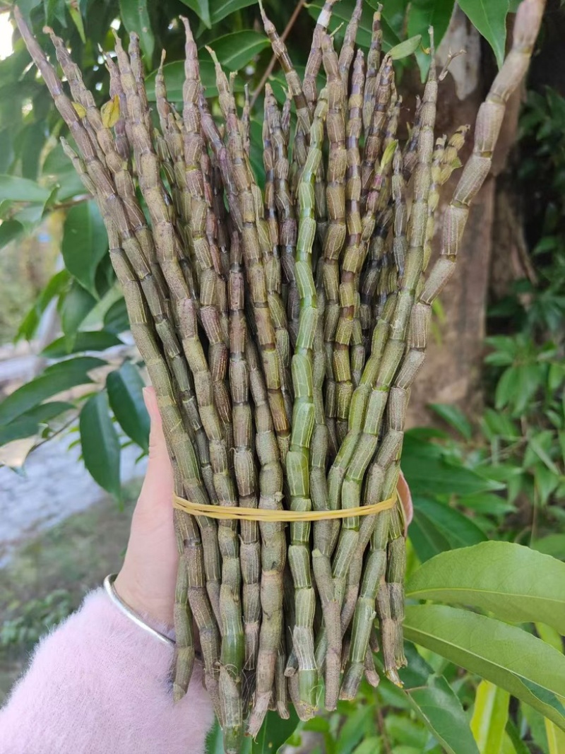 铁皮石斛鲜条