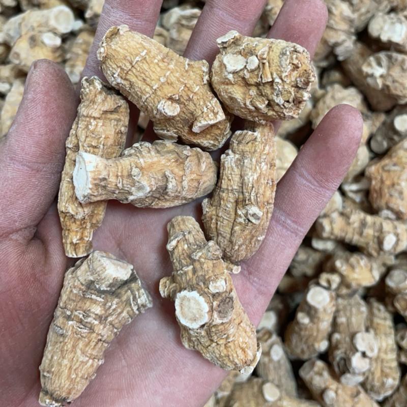 7克西洋参粒头