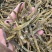 珍虫石斛1斤起批铁皮石斛
