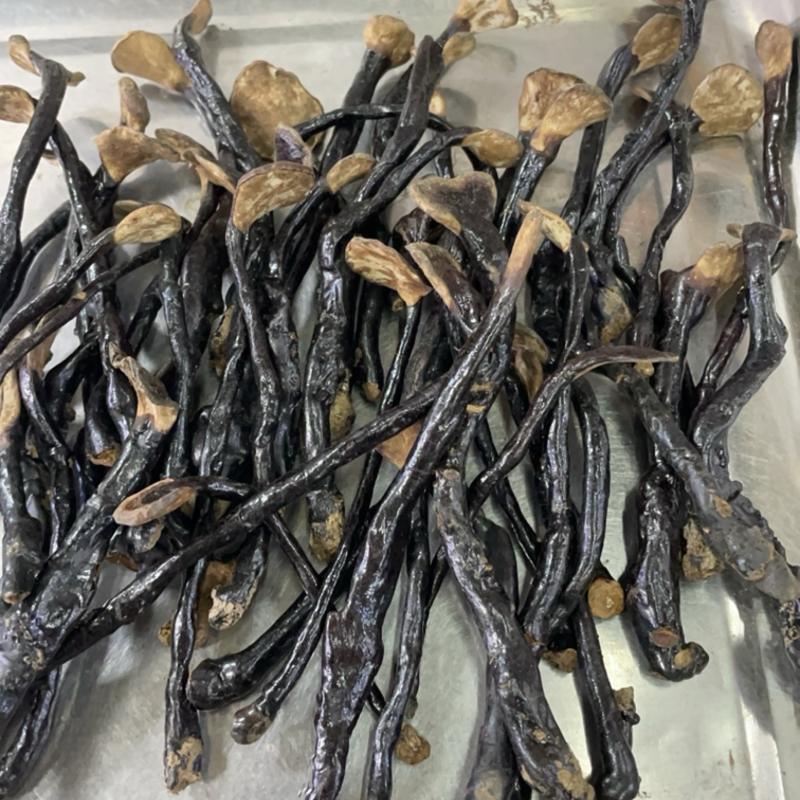 野外生灵芝批发